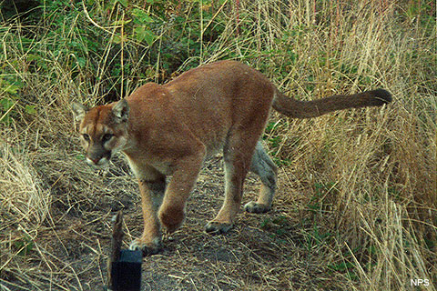 What to Do If You Encounter a Cougar While Hiking  : Survival Strategies